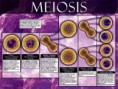/album/fotogaleria/meiosislll-jpg/
